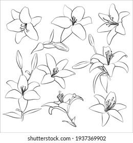 Set of lilies, leaves flowers, linear black and white drawing.