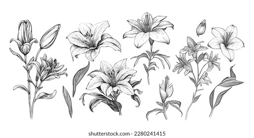 Set of lilies sketch hand drawn in doodle style illustration