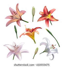 Set of lilly flowers Isolated on White Background. Vector clip-art