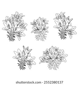 Set of lily bouquets in doodle style. Vector illustration isolated on white background.