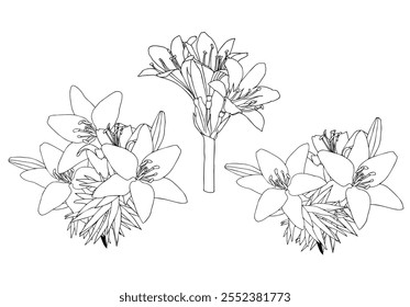 Set of lily bouquets in doodle style. Vector illustration isolated on white background.