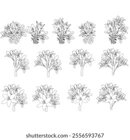 Set of lily bouquets in doodle style. Vector illustration isolated on white background.