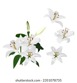 Set of lily flower isolated on white background. vector illustration.