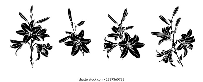 Set of lily flowers and buds. Vector graphics.