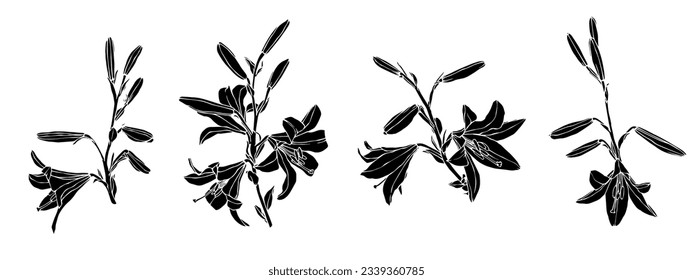 Set of lily flowers and buds. Vector graphics.