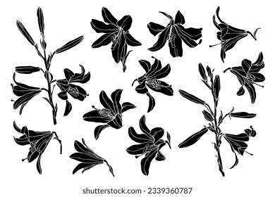 Montaje de flores de lirio y brotes. Gráficos vectoriales.