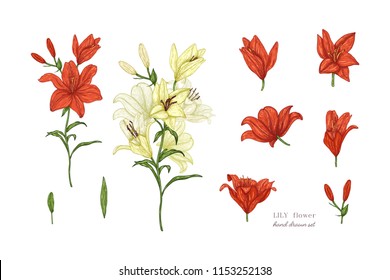 Set of lily flowers in color. Vector botanical illustration of florist. Hand drawn illustration in vintage style.