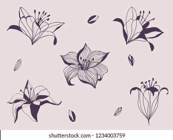 set of lily flowers drawings. vector illustration. line drawn flower. botanical art.