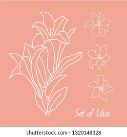 set of lily flowers drawings. vector illustration. line drawn flower. botanical art.