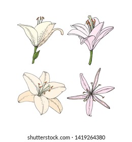 Set Lily flowers. Hand drawn illustration. Vector image in sketch style.