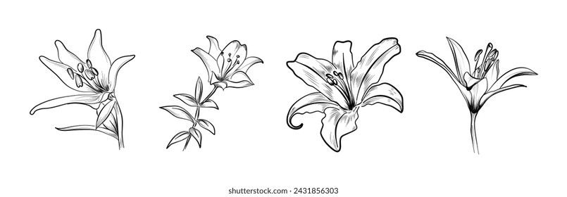 set of lily flowers hand-drawn vector