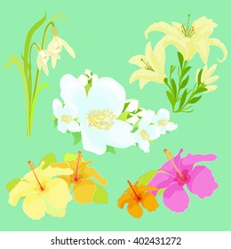 Set lily flowers jasmine, hibiscus, snowdrop. vector illustration