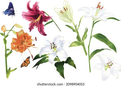 Set Lily Flowers Variant Digital Illustrations  Contain Tiger Lily  White Lilies  Red Lily   Butterflies