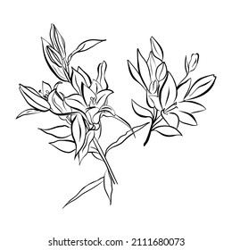 Establezca los brotes de la inflorescencia de Lily y las flores, los gráficos en blanco y negro. Ilustración vectorial.