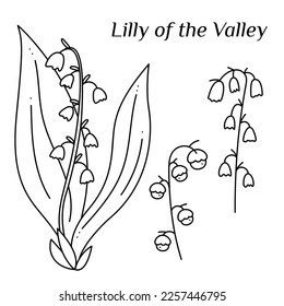 Set with Lily of the Valley doodle. Hand drawn outline vector illustration.