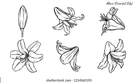 Set of lily vector by hand drawing.Beautiful flower on white background.Oriental Lily vector art highly detailed in line art style.Flower tattoo for paint or pattern.