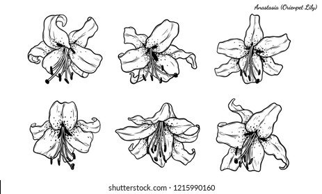 Set of lily vector by hand drawing.Beautiful flower on white background.Orienpet Lily ector art highly detailed in line art style.Flower tattoo for paint or pattern.