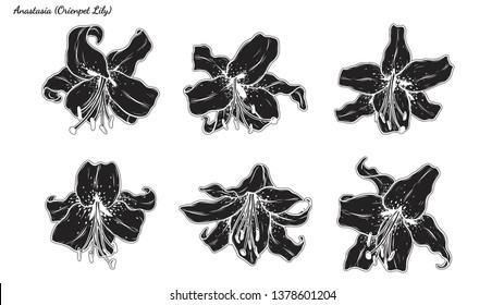  Set of Lily vector by hand drawing.Beautiful flower on white background.Black spider art highly detailed in line art style.Asiatic Lily tattoo for paint or pattern.