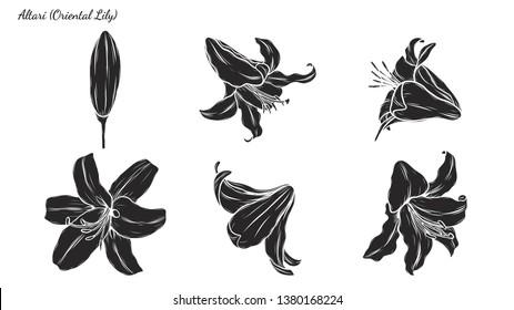 Set of Lily vector by hand drawing.Beautiful flower on white background.Black spider art highly detailed in line art style.Asiatic Lily tattoo for paint or pattern.