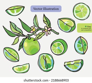 Set of Lime fruit and leaves Hand Drawn Isolated Vector Illustration. Paper cut shapes and linear watercolour - like graphic elements. For citrus food packaging, cosmetic branding, textile design