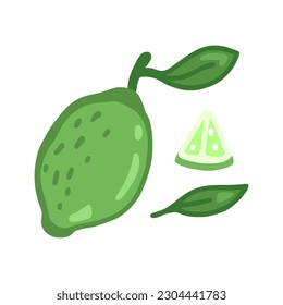 set of lime illustrations isolated on white background