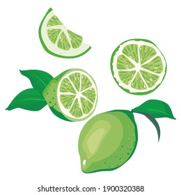 Set of lime slice lime fruit and leaf on white background. Vector illustration.
