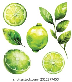 Set of limes watercolor paint ilustration