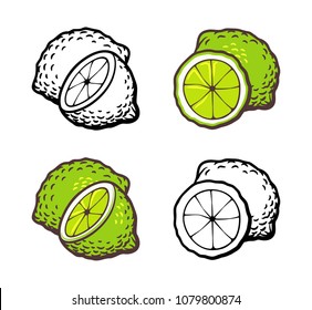 Set limes  Whole fruit   cross section  Hand drawn vector  outline   colored version