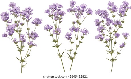 Conjunto de flores de Limonium perezii, lavanda-do-mar de Perez, estatice seafoam, recorte isolado, planta botânica, elemento floral, flores costeiras, buquê de jardim, ilustração vetorial.