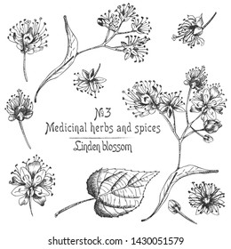 Set of Linden blossom hand drawn patterns with flowwer, lives and branch in black color on white background. Retro vintage graphic design Botanical sketch drawing, Vector illustration.