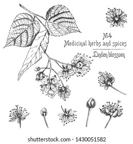 Set of Linden blossom hand drawn patterns with flowwer, lives and branch in black color on white background. Retro vintage graphic design Botanical sketch drawing, Vector illustration.