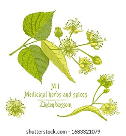 Set of Linden blossom hand drawn patterns with flower, lives and branch in green and yellow color. Retro vintage graphic design Botanical sketch drawing, Vector illustration.