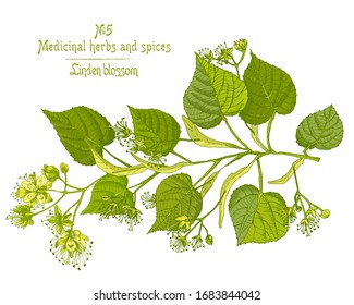 Set of Linden blossom hand drawn patterns with flower, lives and branch in green and yellow color. Retro vintage graphic design Botanical sketch drawing, Vector illustration.