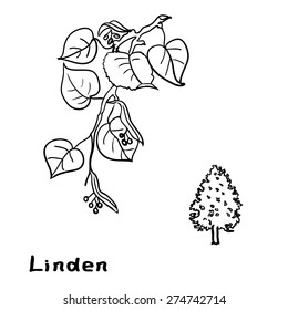 Set linden branches with leaves.  Black contour on white background. Vector illustration