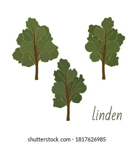 Set of Linden trees. Isolated elements. Leaves, flowers and buds of Linden. Vector lime tree