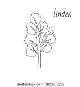 Set of Linden trees. Isolated elements. Leaves, flowers and buds of Linden. Vector lime tree, sketch