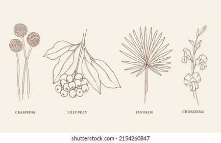 Set Of Line Art Australian Flowers And Plants