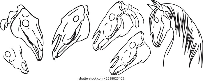 Set Line Art Clip arte ilustración cráneo Dibujo lineal de tinta en estilo occidental para colorear. Grabado de ritual oculto de criatura no viva. Impresión moderna, elemento de diseño animal muerto contorno ganado muerto