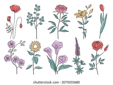 Set of line art flowers with color shapes. Lily rose eucalyptus sunflower orchid tulip lupine pion poppy. Hand drawn botanical vector illustration. Black outline silhouettes of branches and leaves