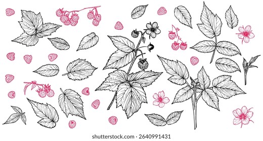Set of line art raspberry plant with flowers, leaves, fruits isolated on white background. Hand drawn botanical illustration of summer fruit. For print and online projects