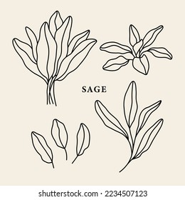 Set of line art sage branches