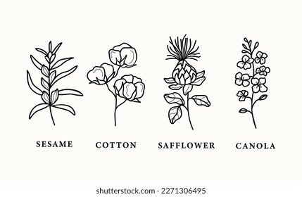 Set of line art sesame, safflower, canola, cotton