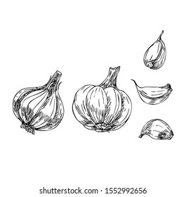 Garliс set in line art style.