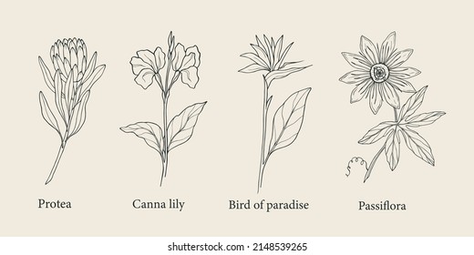 Reihe von tropischen Blumen aus Linien-Kunst