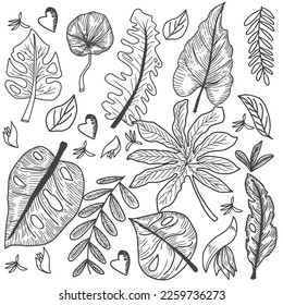 set of line art tropical leaves design illustration element. templates element