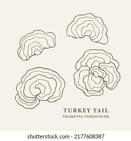 Set line art turkey tail mushrooms