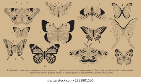 Set of line butterflies. Collection of insects with captions, educational material. Emperor moth, papilio machaon and actias selene. Cartoon flat vector illustrations isolated on beige background