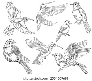 Set of line drawing birds (hummingbird, sparrow, jay), vector animal hand drawn illustrations