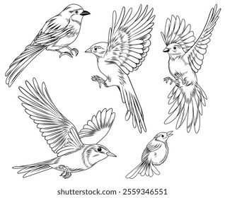 Set of line drawing birds, vector animal hand drawn illustrations	