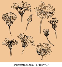 Set of line drawing chamomiles, vector illustration
